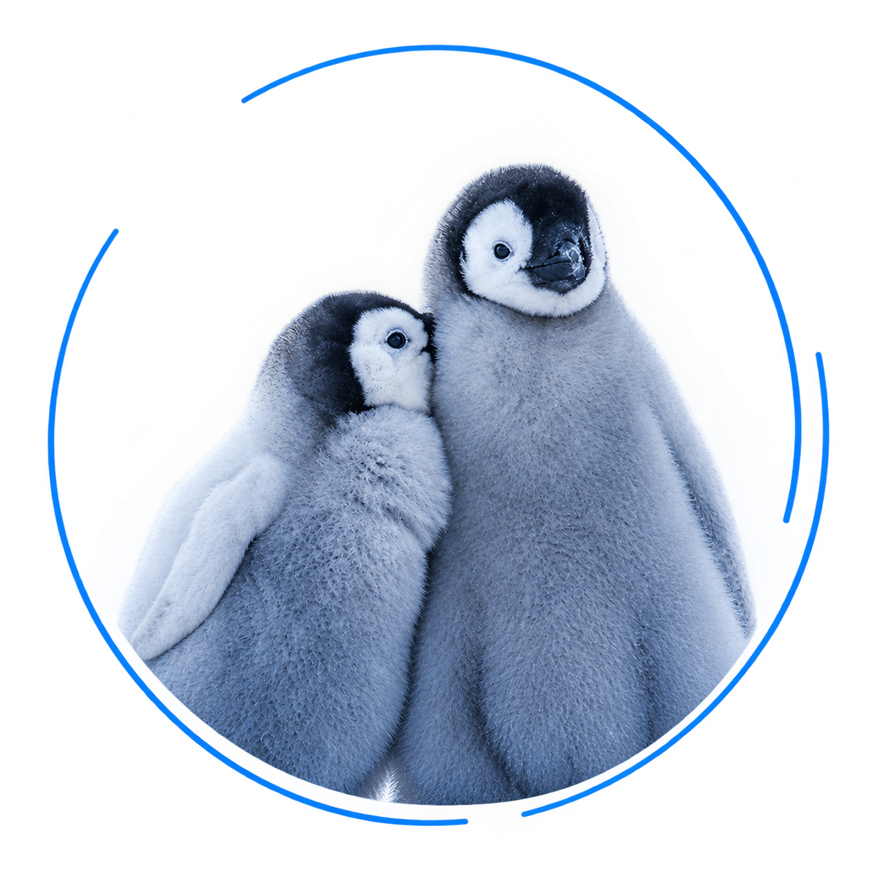 寄り添うペンギン